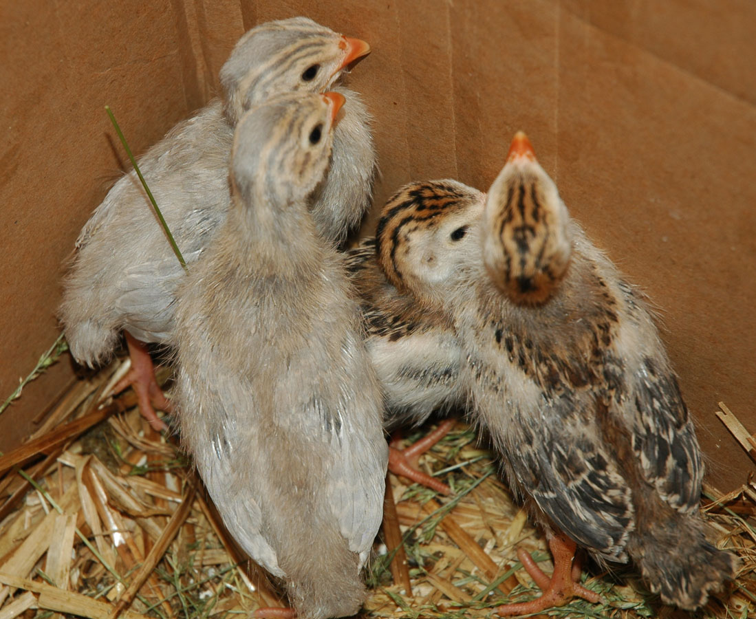 [keets+b+062109.jpg]