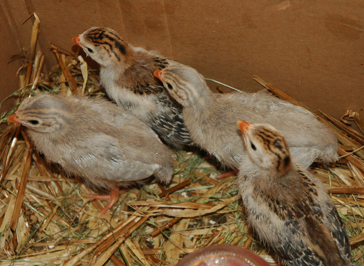 [keets+a+062109.jpg]