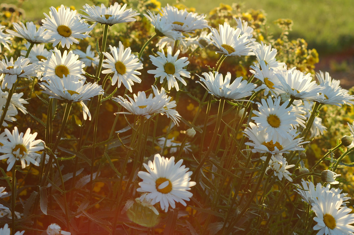[daisy+backlit+0709.jpg]
