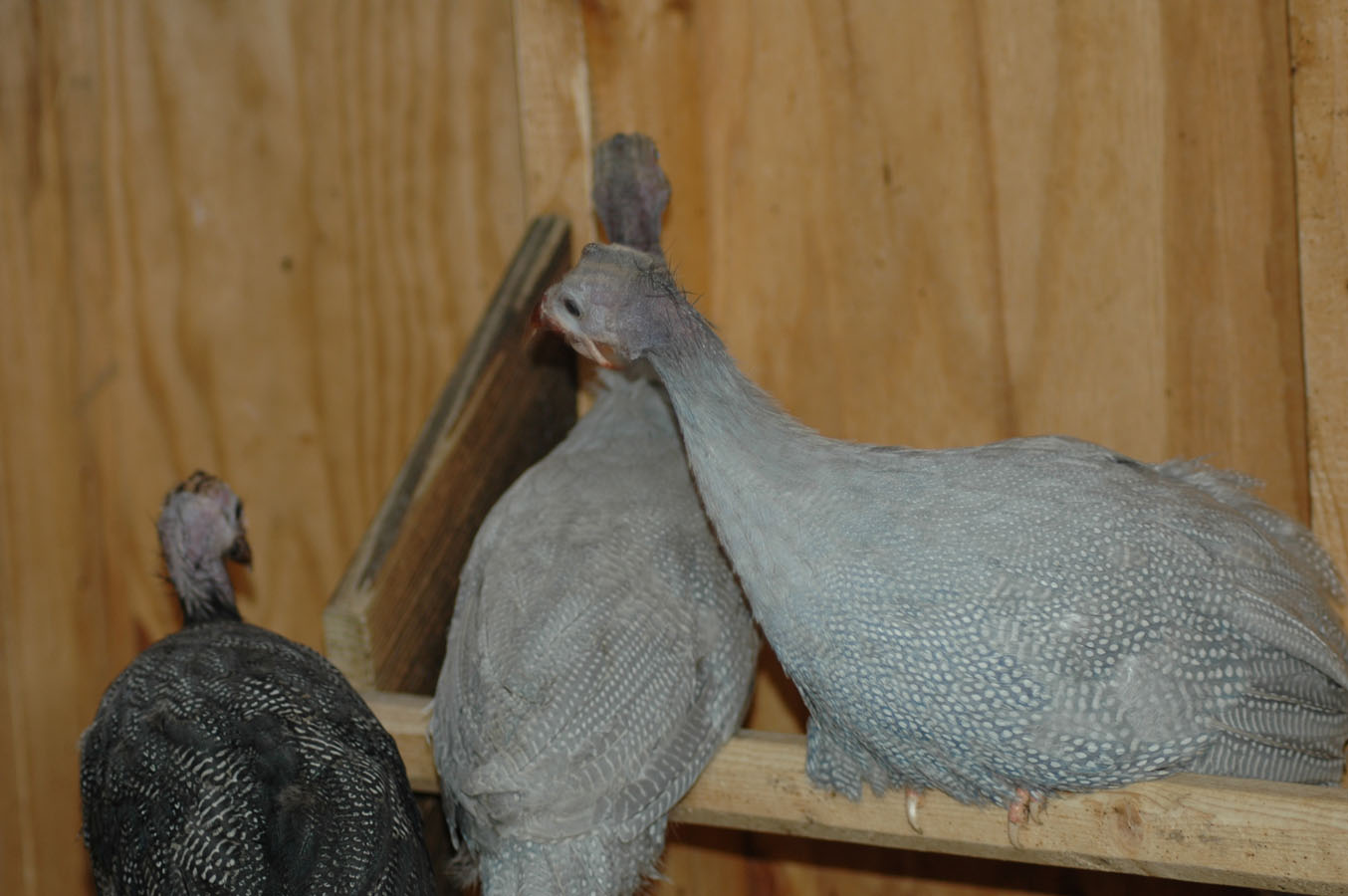 [guineas+jv+b+82209.jpg]