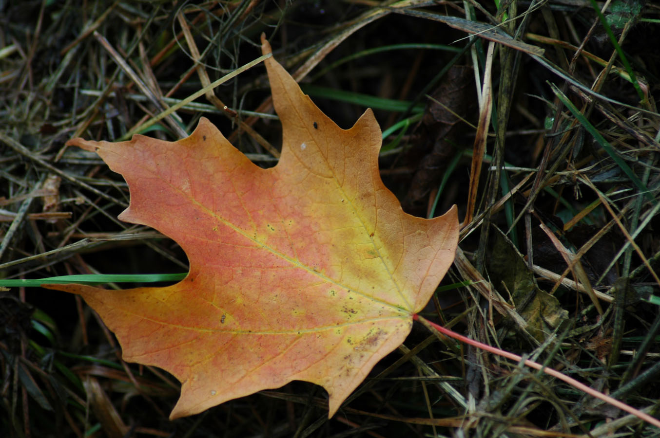 [fall+b+92709.jpg]