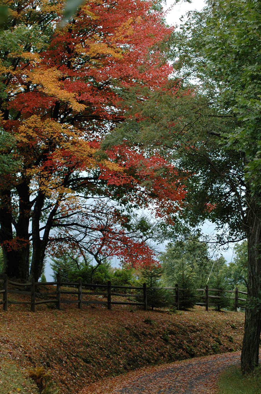 [fall+c+92709.jpg]