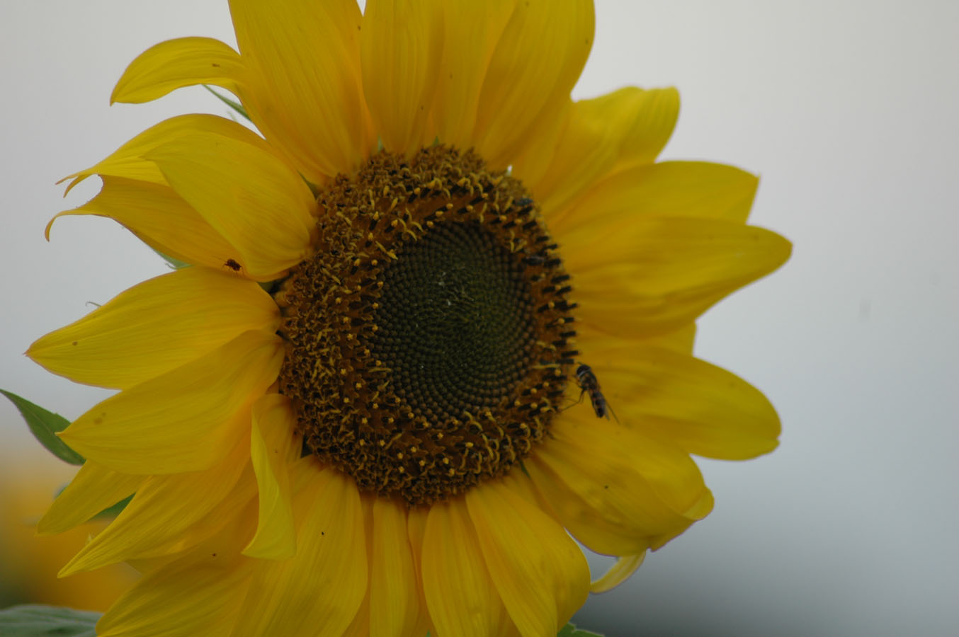 [sunflowers+d+92009.jpg]