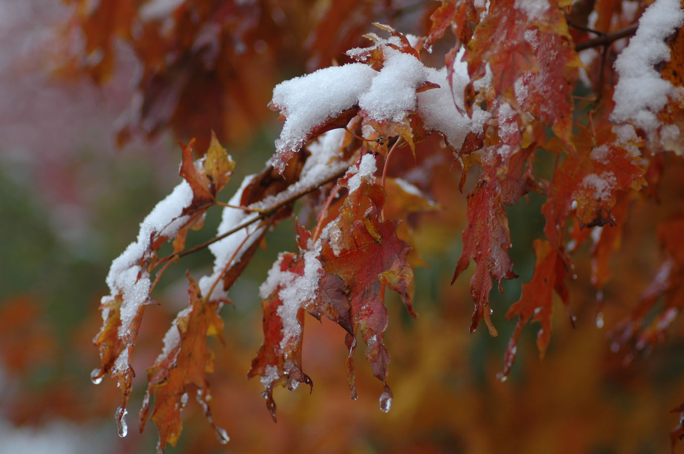 [snow++b+101809.jpg]