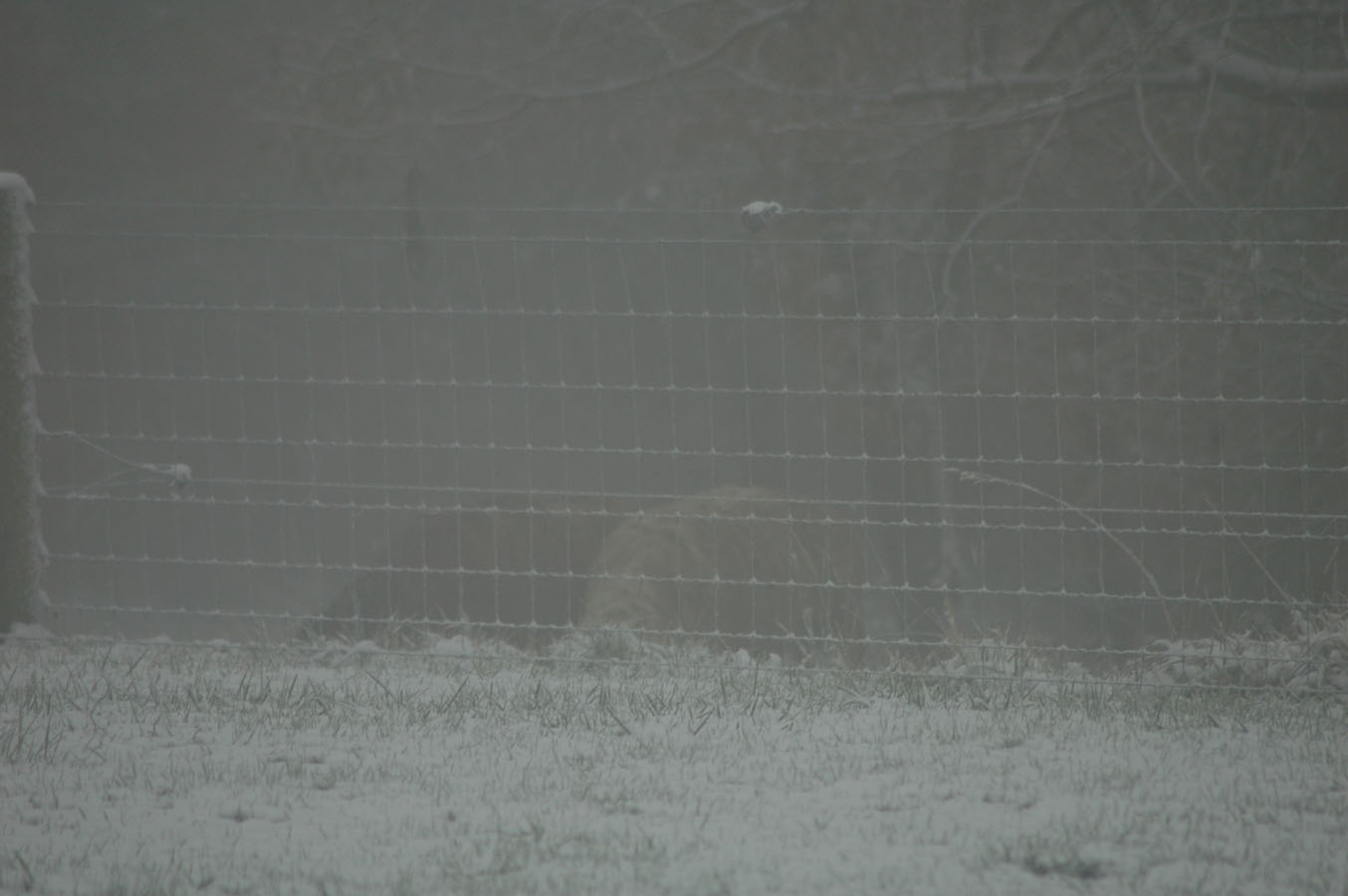 [snow+101809.jpg]
