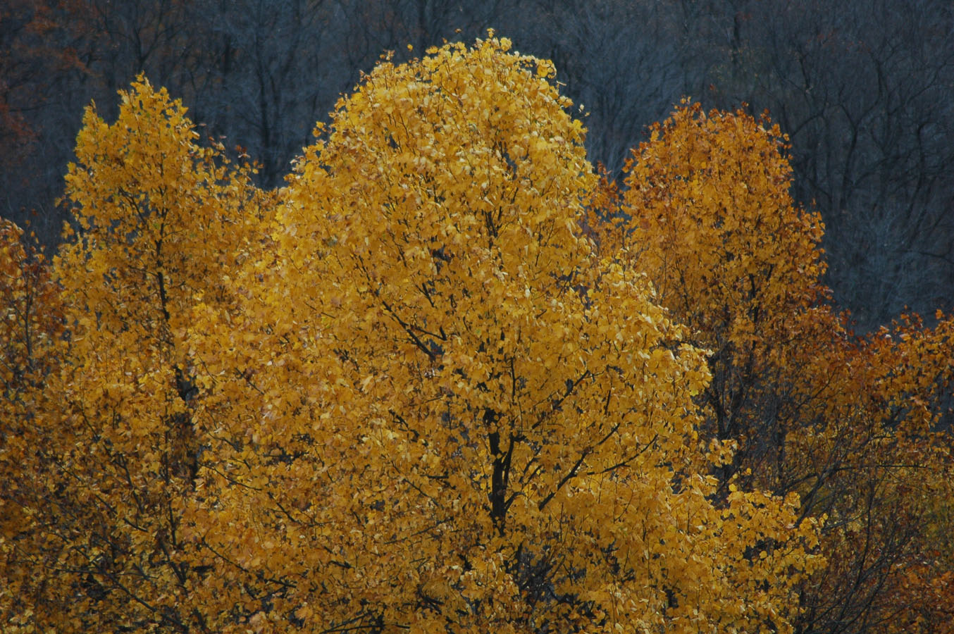 [tulip+poplar+close+f09.jpg]