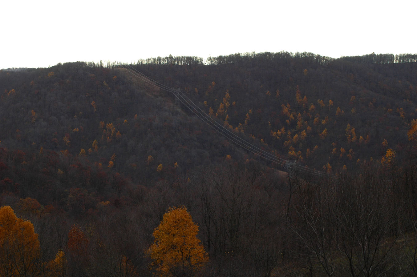 [tulip+poplar+hills+f09.jpg]