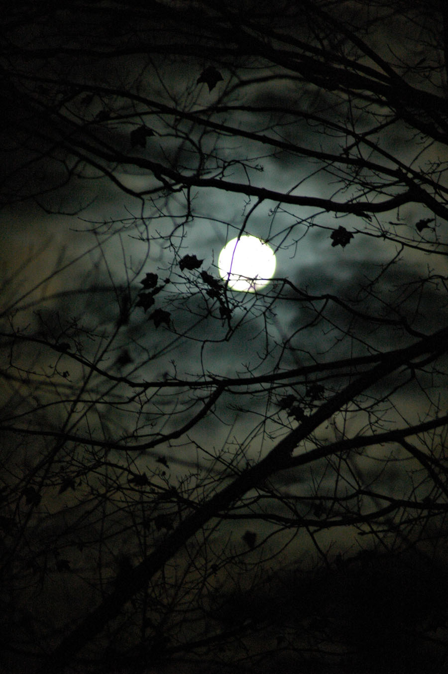 [hunters+moon+110209.jpg]