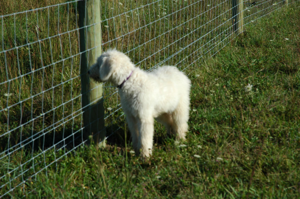 [samson+outside+looking+in+05.jpg]