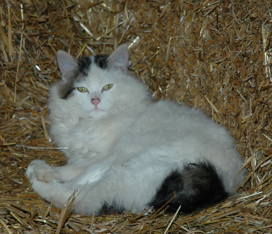 [kismet+king+of+the+barn.jpg]