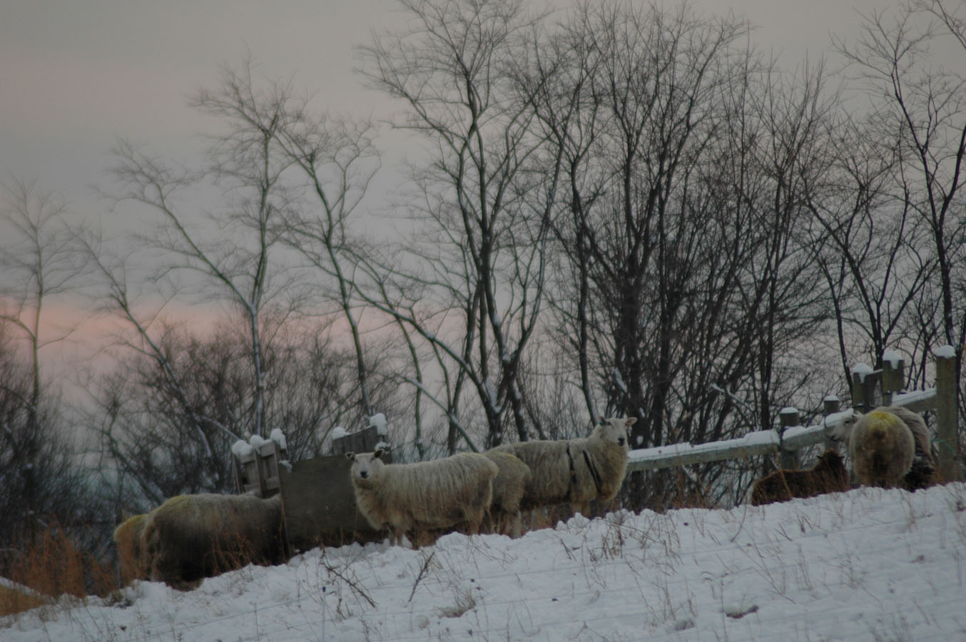 [snow+sheep+feeder+120509.jpg]