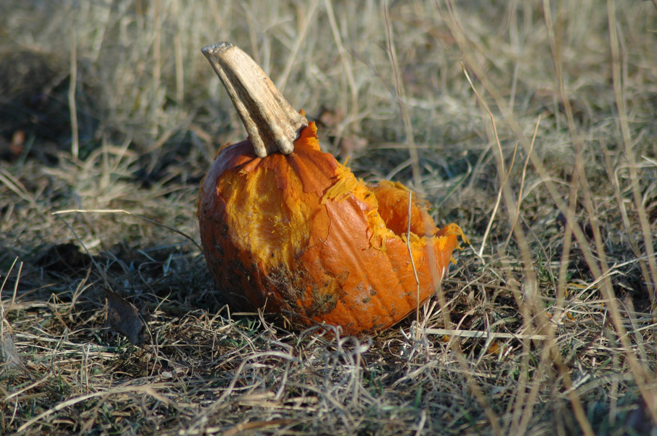 [pasture+pumpkin+1209.jpg]