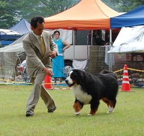 indian hill bernese mountain dogs
