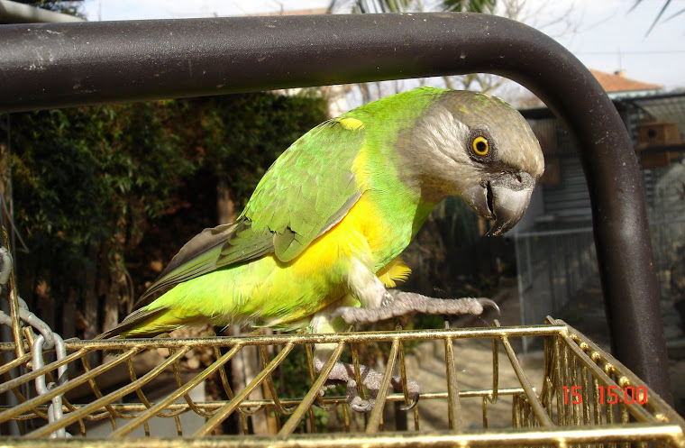 PAPAGAIO DO SENEGAL