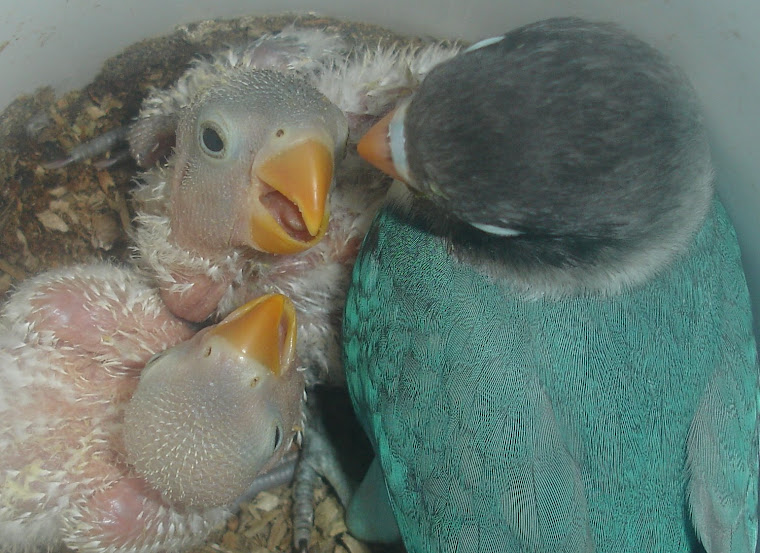 CRIAS DE AGAPORNIS PERSONATA AZUL