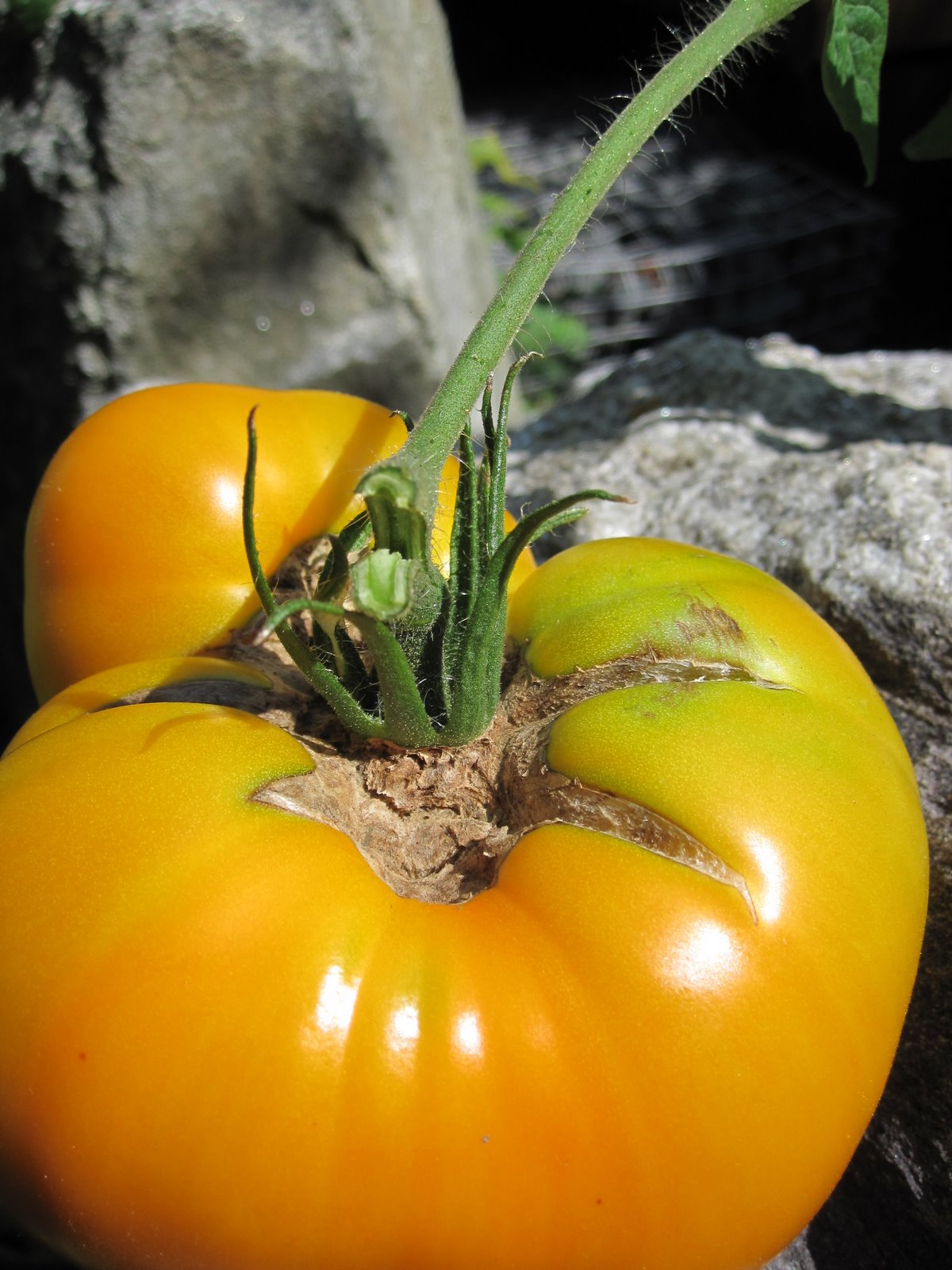 Thirty Days Without Cheese My Big Yellow Tomato