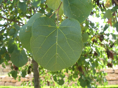 elm tree leaves pictures. pictures of elm tree leaves. elm tree leaves pictures.
