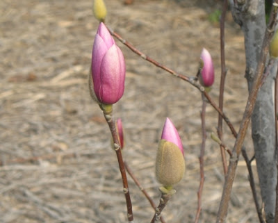 tulip magnolia tree pictures. Saucer Magnolia tree