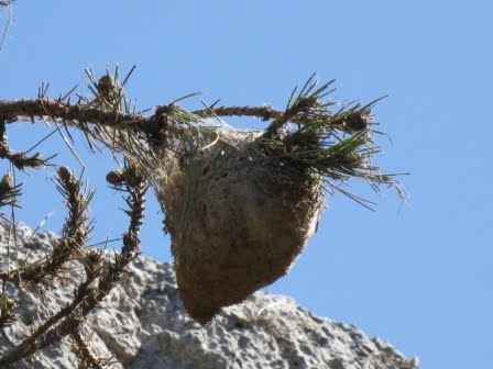 Processionary Moth