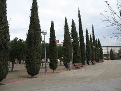 italian trees