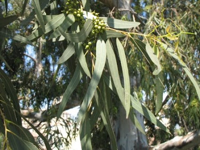 River Gum Trees