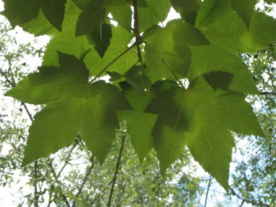 Sycamore Leaves