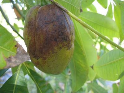 Plant Japanese Money Tree Plant Japanese Money Tree