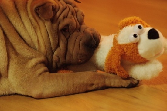 [gaho2.jpg]