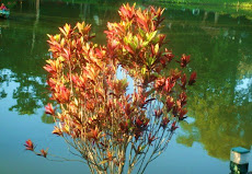 Pink Reflection in a Tezpur Pond (Assam)