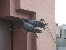 Confused pigeons return to nest earlier than expected