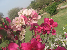 Various Colours of Bouganbelia