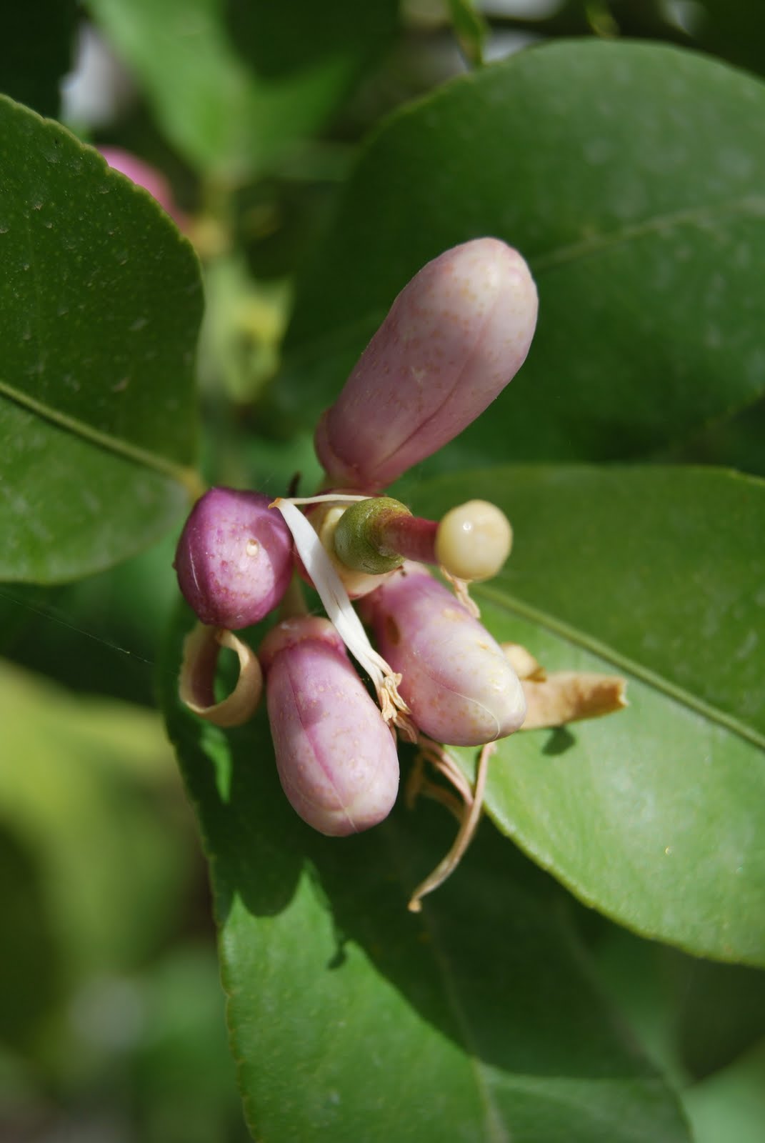 Nature Digital Lemon tree blooming. Λεμονανθοί.