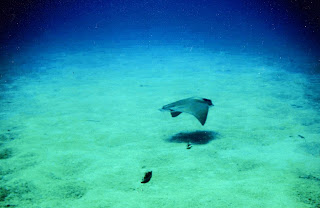 Desiertos submarinos