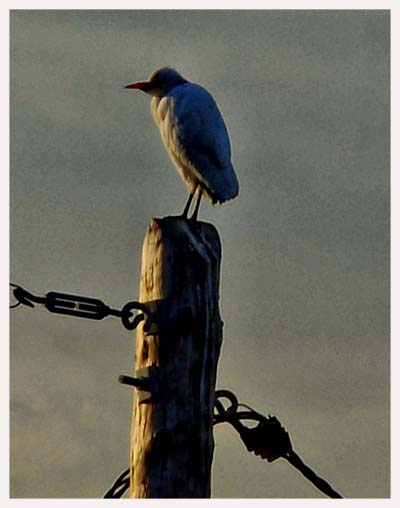 Fascinado por las aves