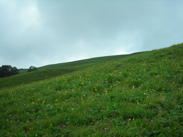 Roopkund trek: Mesmerising Ali Bugyal