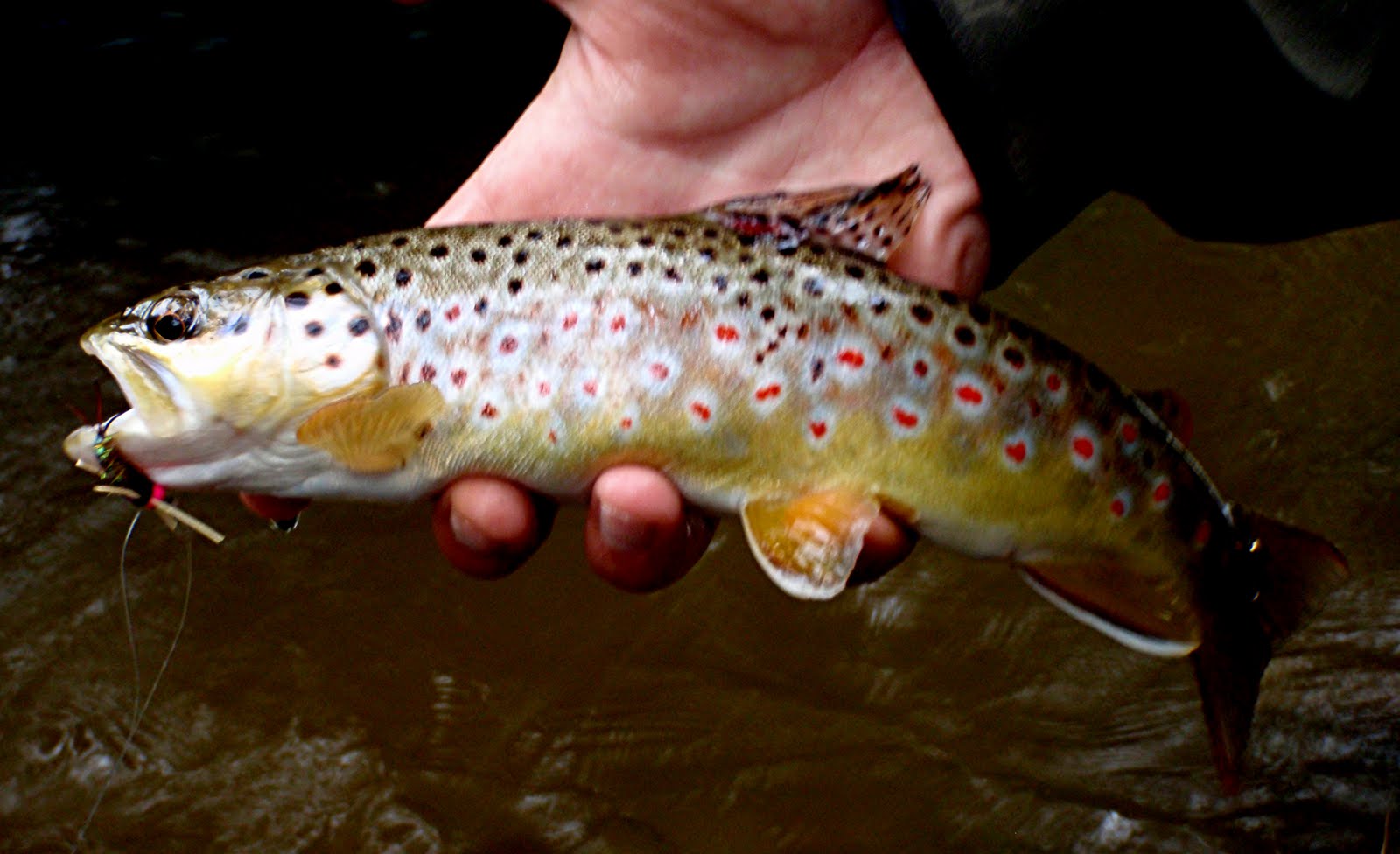 Colorado Fly Fishing Reports Best Eight Weeks to Fish Boulder Creek