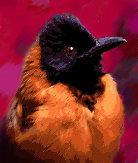 Pitohui Bird
