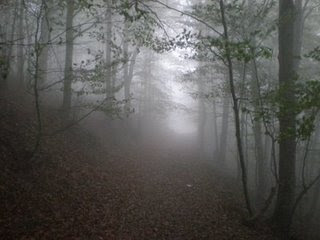 Bosque de la Niebla Bosque+con+niebla
