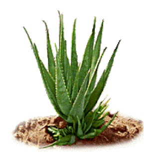 ۩۞۩ ♥§♥ صورنباتات طبية ♥§♥۩۞۩ Aloe+vera