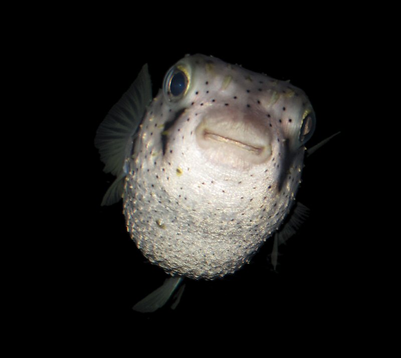 [puffer.JPG]