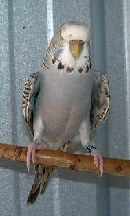 Anthracite Budgie