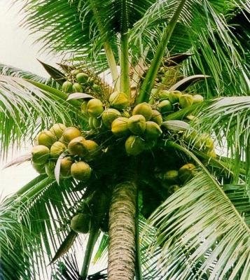 the coconut tree coet sambel the coconut tree coet sambel