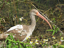 24 mars Everglades - Anhinga Trail