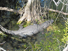 24 mars Everglades Anhinga Trail