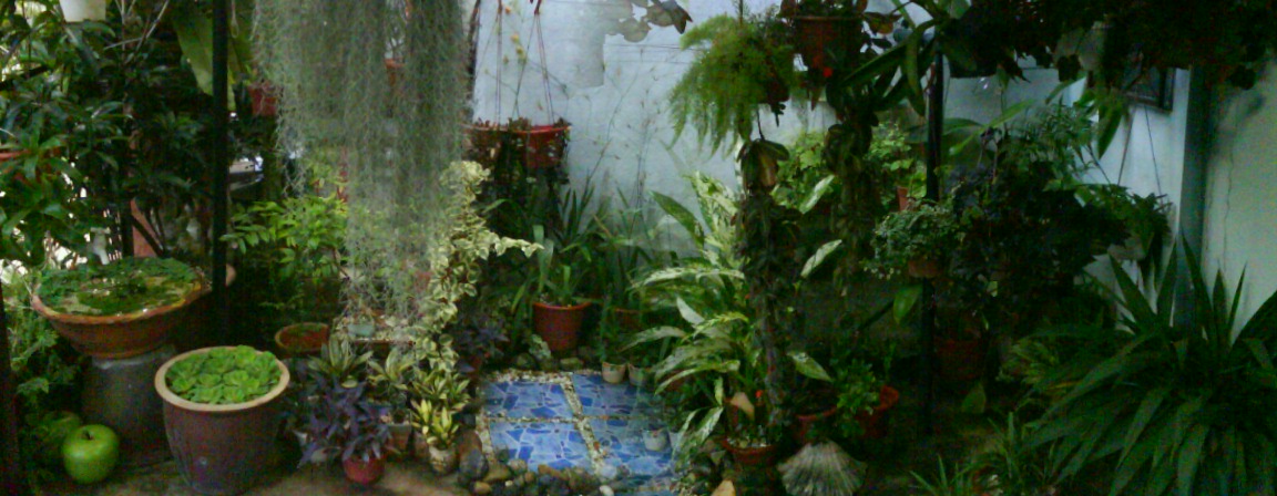 Welcome to my Little Garden