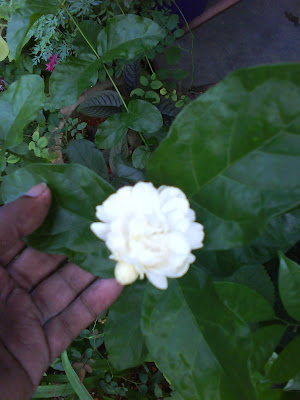 jasmine duke tuscany grand jasminum sambac chronicles garden labels