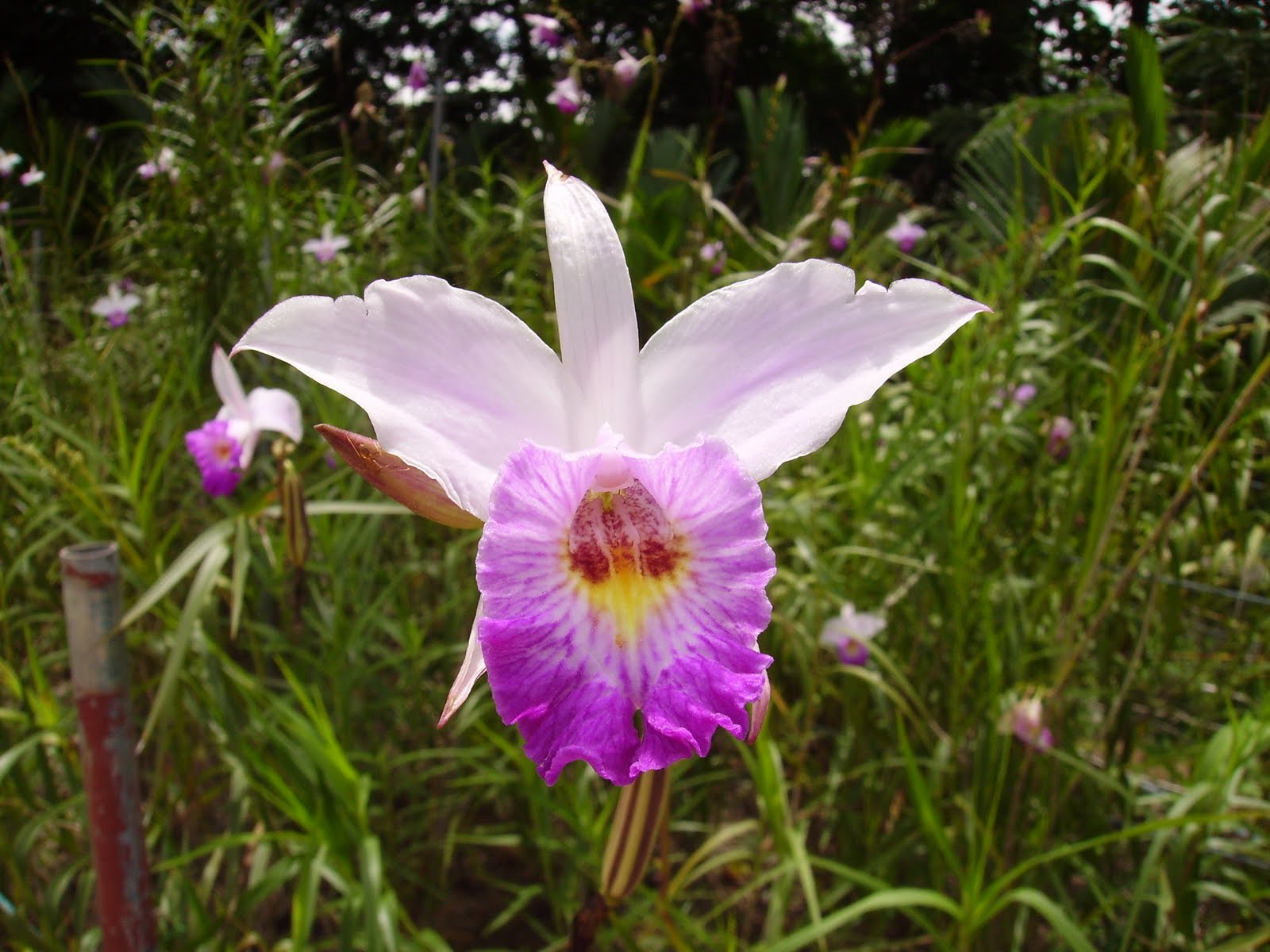 Garden Chronicles The Common Ones