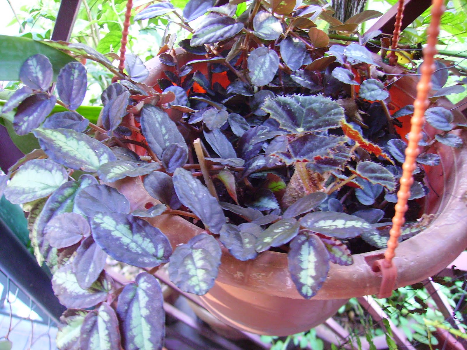 Garden Chronicles Begonia Rules!!!