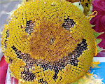 Nebraska Sunflower Smiles-click here to link to the Old Market-Omaha