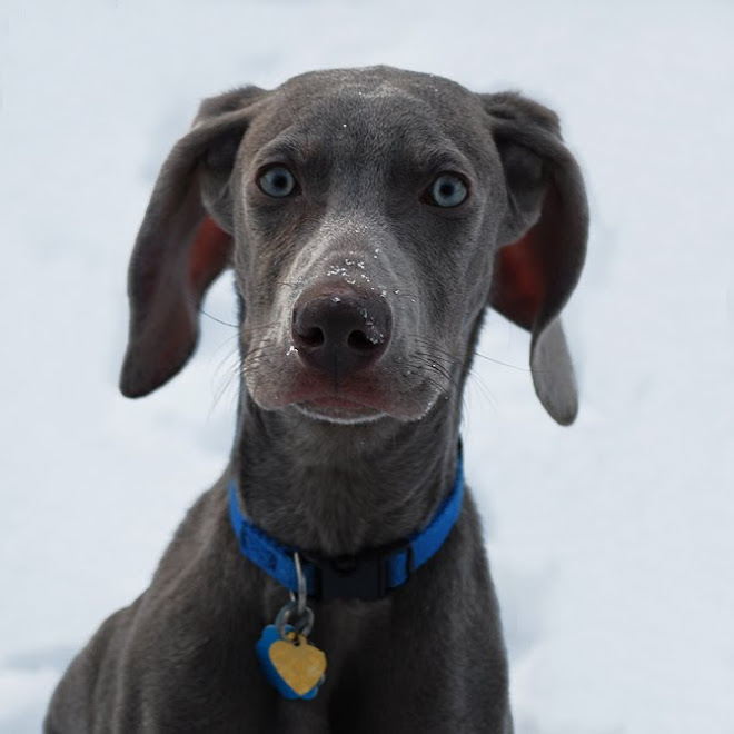 Baby Thor